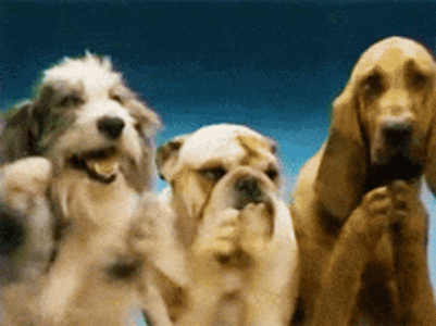 dogs-clap (1).gif