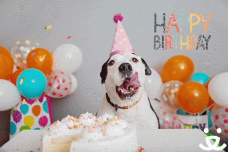 birthday dog.gif