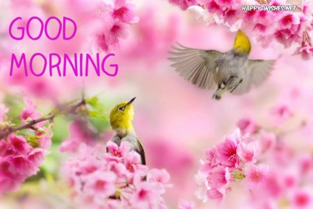 174-1742600_good-morning-nature-images-birds-in-beautiful-spring.jpg