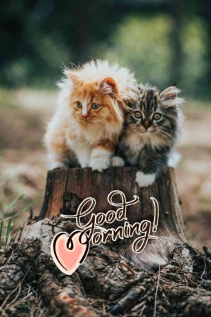 Cat-good-morning-images-cute-hd-full-whatsapp_1.-683x1024.jpg