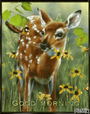 431535-Deer-In-Grass-Good-Morning-Gif.gif