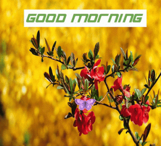 beautiful-morning-purple-butterfly-f70803o311gp2bo7.gif