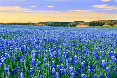 bluebonnet-field-getty-0419-2000.jpg