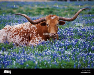 usa-texas-gillespie-county-bee-rock-ranch-texas-longhorn-in-field-D9Y99X.jpg