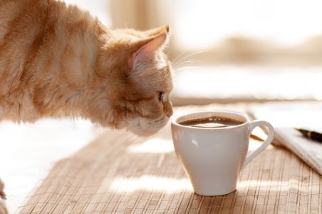 Do-Cats-Like-Coffee.jpg